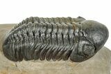 Detailed Reedops Trilobite - Atchana, Morocco #251660-2